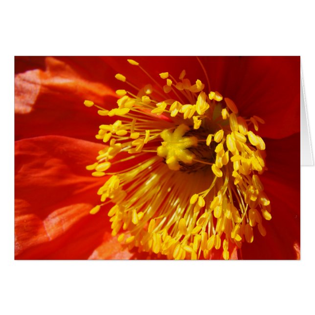 Bestes gekleidet (Vorderseite (Horizontal))