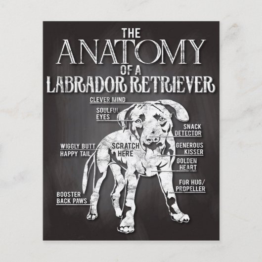Bestes Geschenk die Anatomie eines Labrador Retrie Flyer (Vorne)