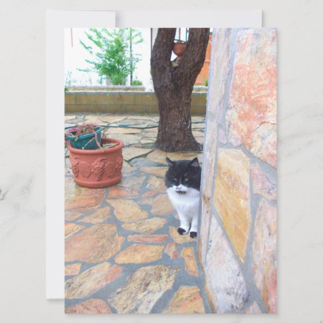 BESTIMMTE KATZE HINTER DER STEINWAND (Vorderseite)