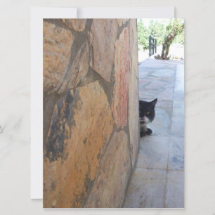 BESTIMMTE KATZE HINTER DER STEINWAND (