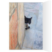 BESTIMMTE KATZE HINTER DER STEINWAND (Innen (Links))