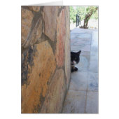 BESTIMMTE KATZE HINTER DER STEINWAND (Vorne)