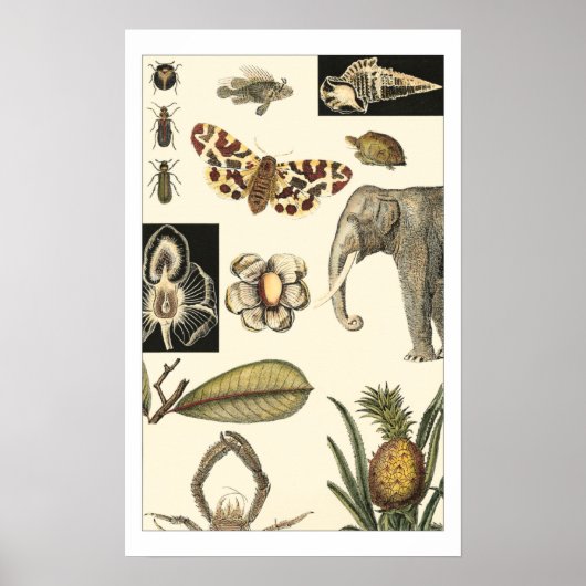 Bestückte Tiere auf Creme-Hintergrund gemalt Poster (Vorne)