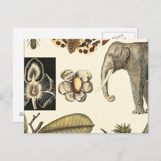 Bestückte Tiere auf Creme-Hintergrund gemalt Postkarte (Vorne/Hinten)