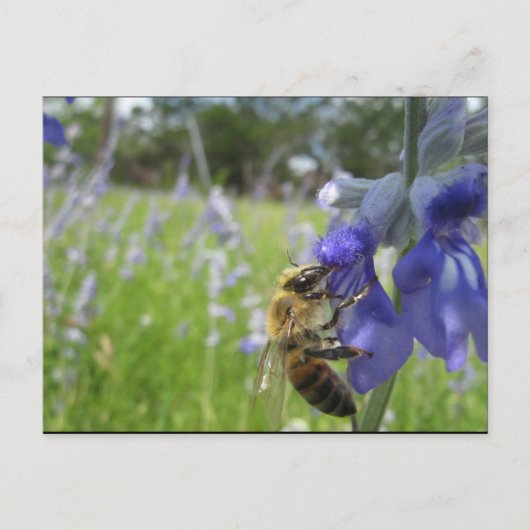 Besy Bee 4 Postkarte (Vorderseite)