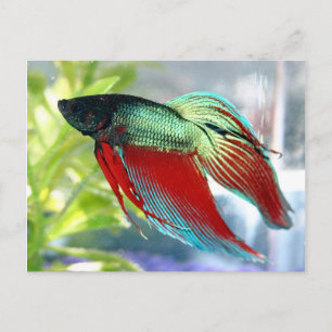 Beta Fish Postkarte
