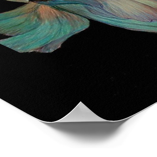 Beta Fish von Carol Zeock Poster (Ecke)