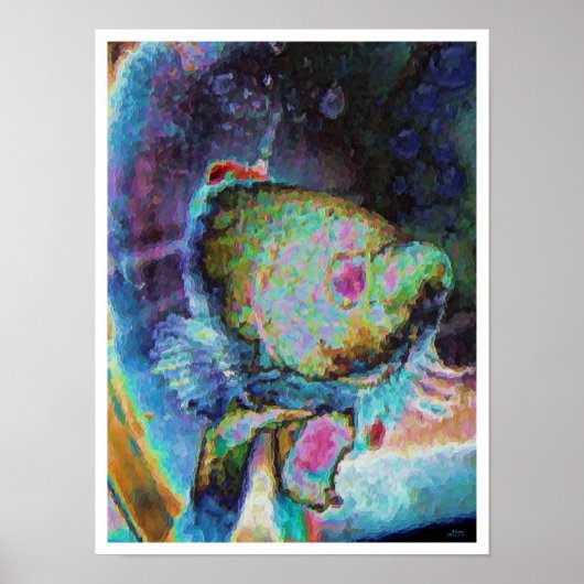 Betafisch 1 poster (Vorne)