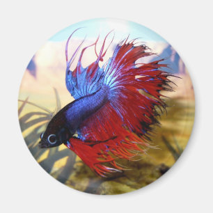 Betafische Magnet