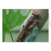 Beten des Mantis-Insekts (Vorderseite (Horizontal))