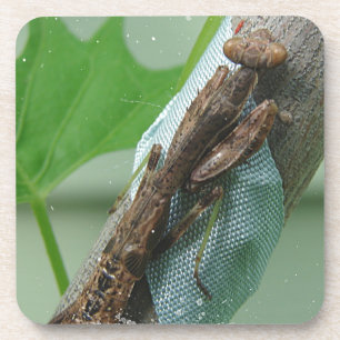 Beten des Mantis-Insekts Getränkeuntersetzer