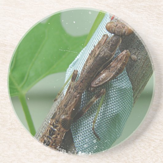 Beten des Mantis-Insekts Getränkeuntersetzer (Vorne)