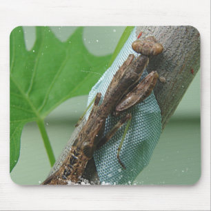 Beten des Mantis-Insekts Mousepad