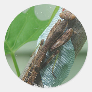 Beten des Mantis-Insekts Runder Aufkleber