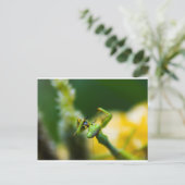 Beten von Mantis Eating Beute Postkarte (Stehend Vorderseite)