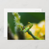 Beten von Mantis Eating Beute Postkarte (Vorne/Hinten)
