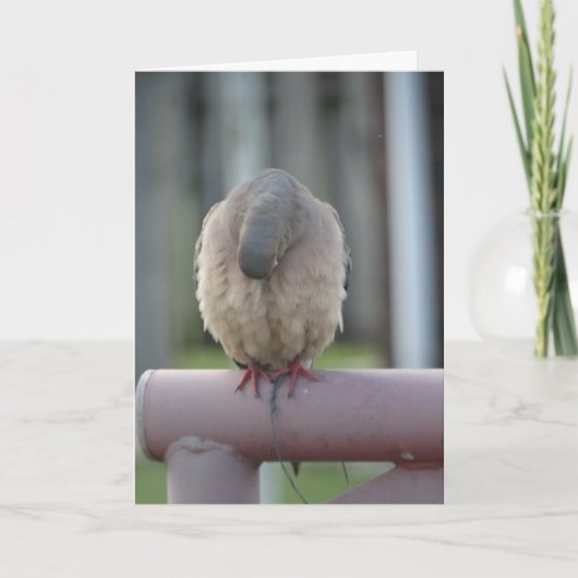 Betende Taube Karte (Vorderseite)