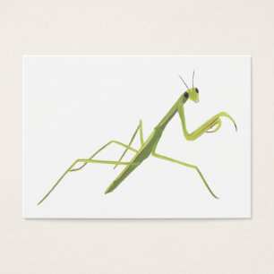 Betender Mantis, der Flash-Karten lernt