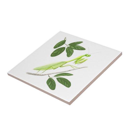 Betender Mantis-Fliese Fliese (Seite)