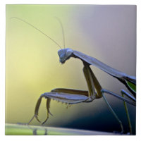 Betender Mantis-Fliese