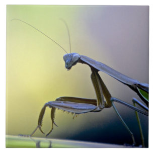 Betender Mantis-Fliese Fliese