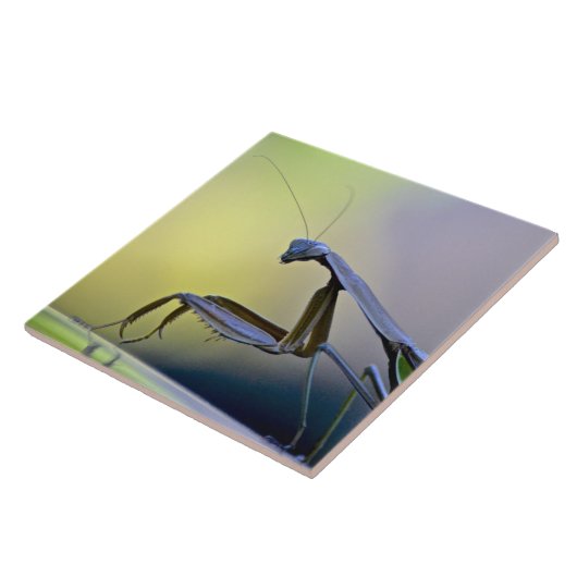 Betender Mantis-Fliese Fliese (Seite)