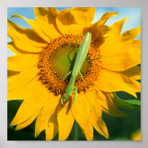 Betender Mantis in der Sonnenblume Poster