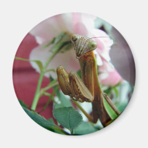 Betender Mantis Magnet