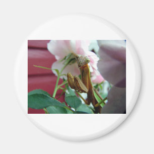Betender Mantis Magnet