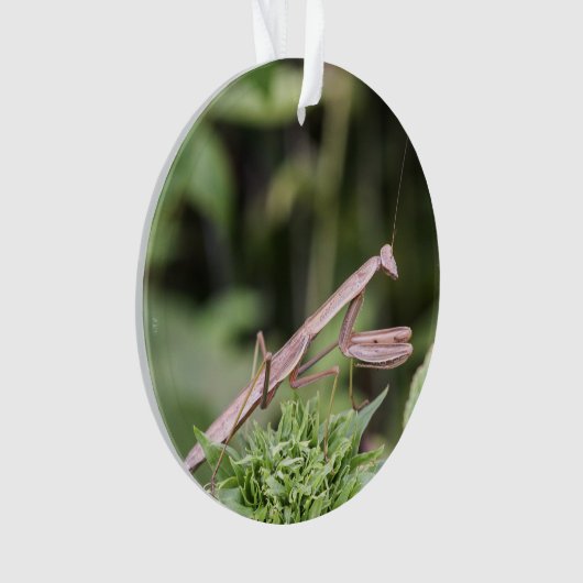 Betender Mantis Ornament (Vorderseite)