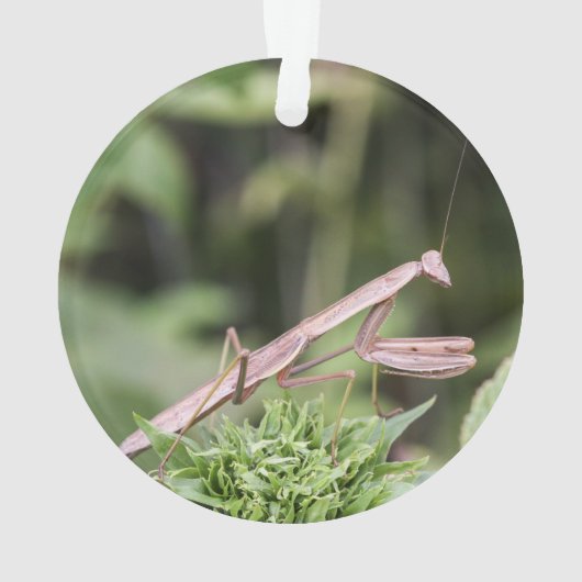 Betender Mantis Ornament (Rückseite)