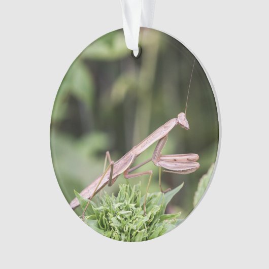 Betender Mantis Ornament (Vorderseite)