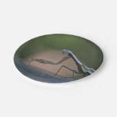 Betender Mantis-Pappteller Pappteller (Schrägansicht)