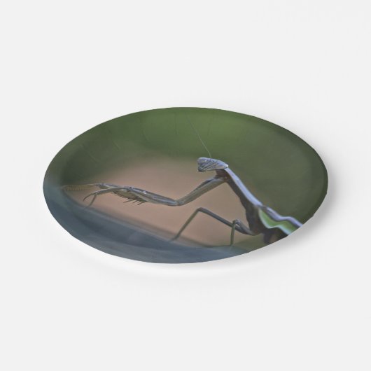 Betender Mantis-Pappteller Pappteller (Schrägansicht)