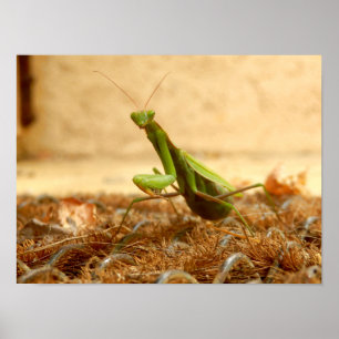 Betender Mantis-Plakat Poster