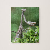 betender Mantis Puzzle (Vertikal)
