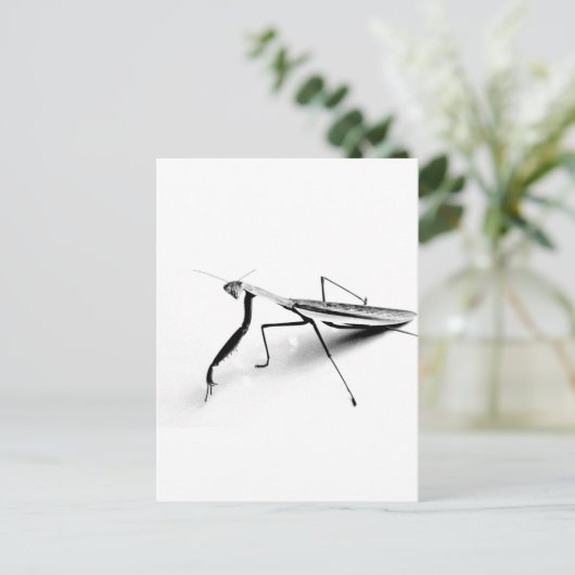 Betender Mantis-Sammlung Postkarte (Stehend Vorderseite)