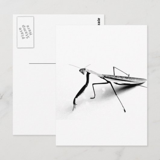 Betender Mantis-Sammlung Postkarte (Vorne/Hinten)