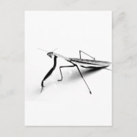 Betender Mantis-Sammlung