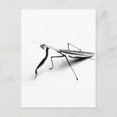 Betender Mantis-Sammlung Postkarte (Vorderseite)