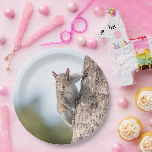 Betrachten Sie! Eichhörnchen-PapierTeller Pappteller