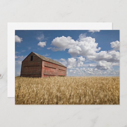 Betriebe | Alte rote Scheune im Weizenfeld Dankeskarte (Vorne/Hinten)
