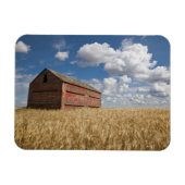 Betriebe | Alte rote Scheune im Weizenfeld Magnet (Horizontal)