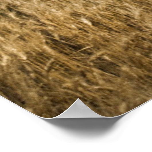 Betriebe | Alte rote Scheune im Weizenfeld Poster (Ecke)