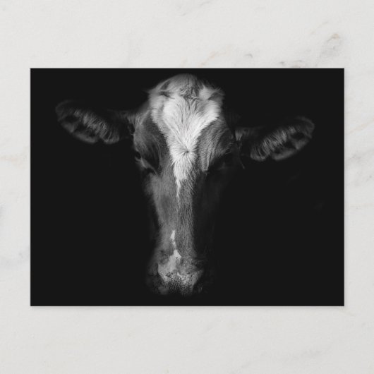 Betriebe | B&W Kuhkuh Kopf Shot Postkarte (Vorderseite)