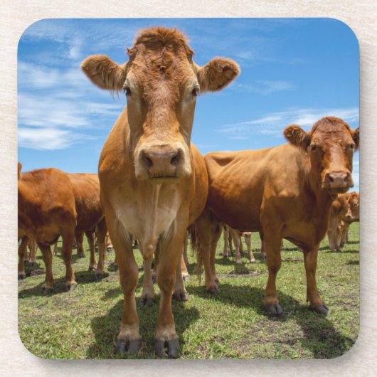 Betriebe | Brown Cow Group Getränkeuntersetzer (Vorderseite)