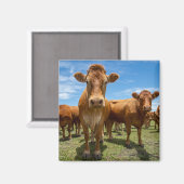 Betriebe | Brown Cow Group Magnet (Vorderseite/Rückseite)