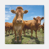 Betriebe | Brown Cow Group Magnet (Vorne)