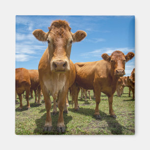 Betriebe Brown Cow Group Magnet