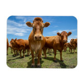 Betriebe | Brown Cow Group Magnet (Horizontal)